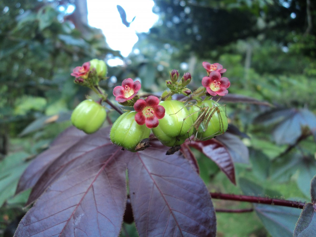 Jatropha gossypiifolia L.